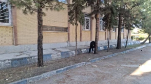 پویش ((روز سبز دانشگاه)) همزمان با شروع سال تحصیلی جدید، با همکاری شهرداری و آتش نشانی شهرستان خرم آباد برگزار شد 18